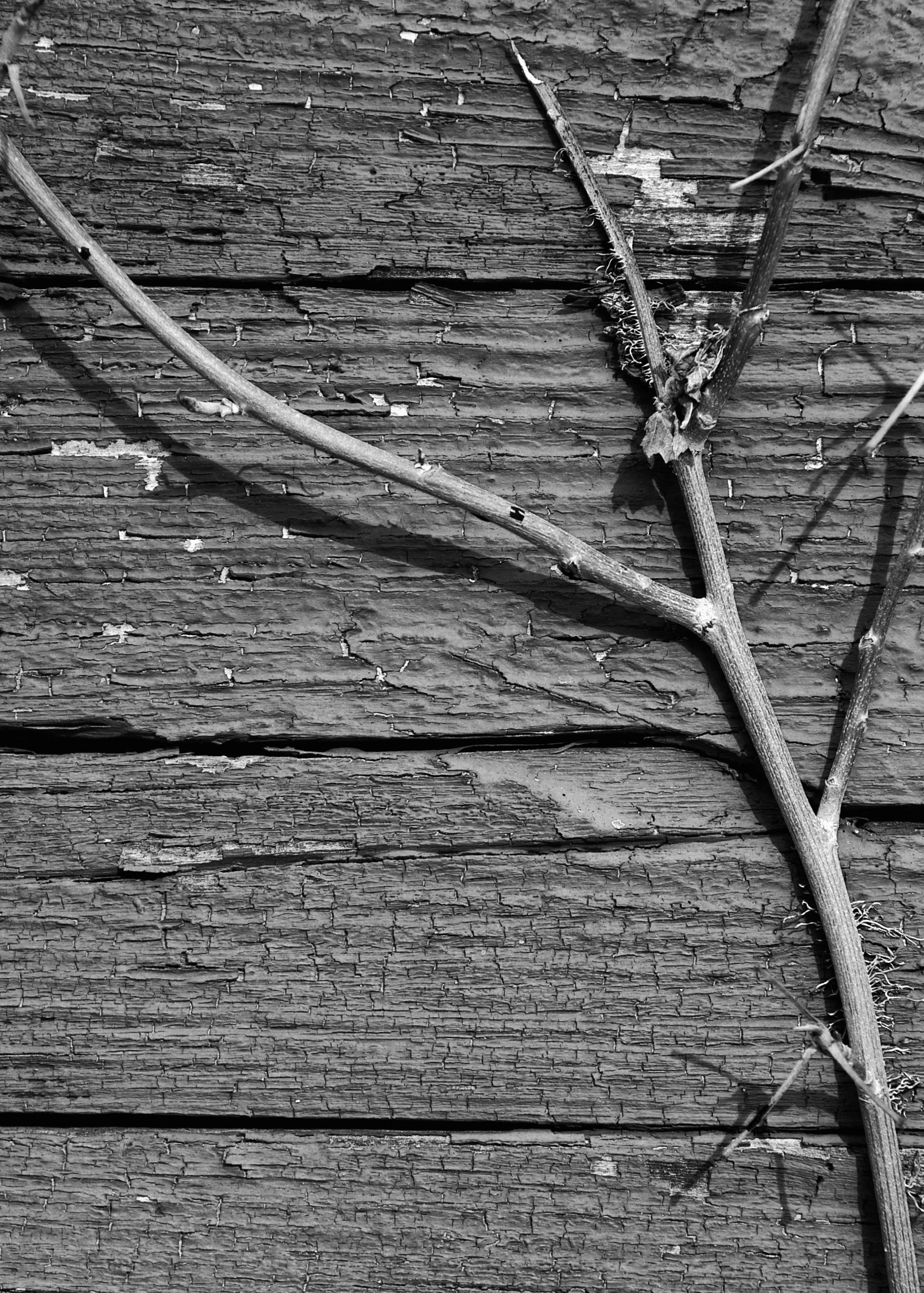 vine on wall